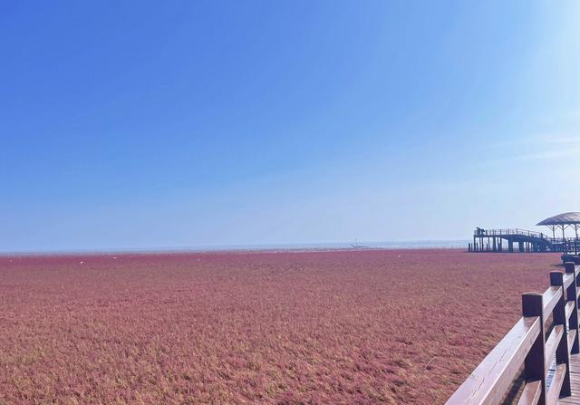 独一无二的自然奇观：盘锦红海滩，中国最燃“血色浪漫”海岸线！