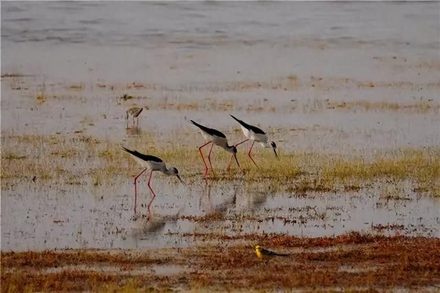 阳关湿地：大漠深处的生命诗行