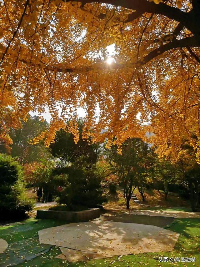 银杏染金藏暖意 中兴公园解锁初冬限定温柔