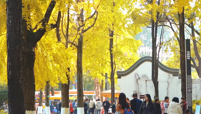 成都绝佳赏银杏景点，拥有两棵千年“夫妻树”银杏树，却少有人知