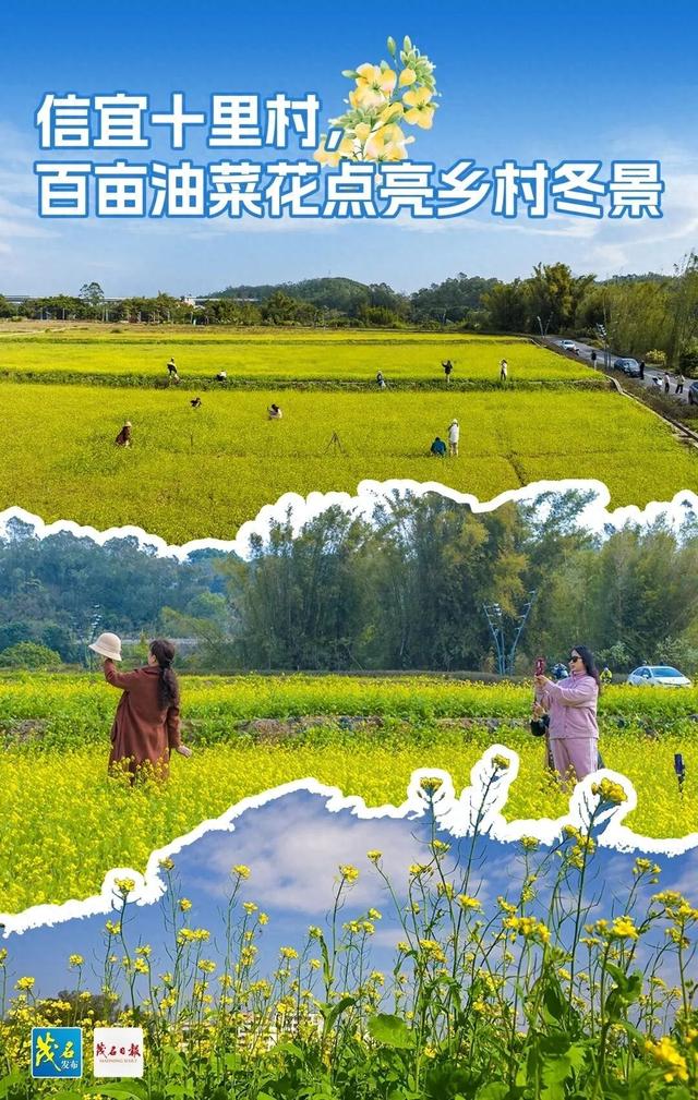 冬日浪漫！茂名这里藏着百亩油菜花，快来打卡！