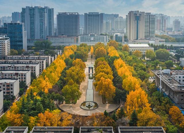 深秋郑州文博广场：600株银杏绘就“金色画卷” 邂逅浪漫秋韵