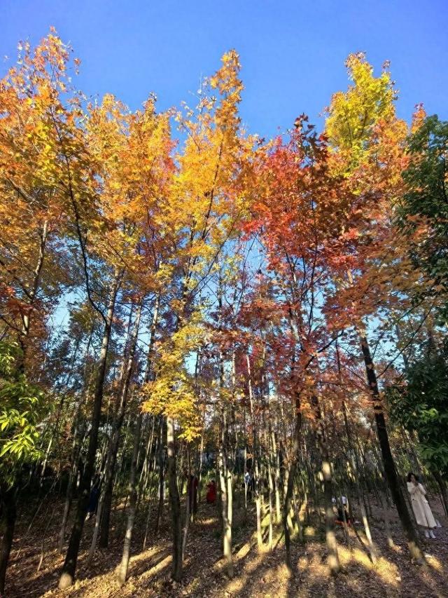 封神级美景！初冬的桂林，宛如打翻的调色盘