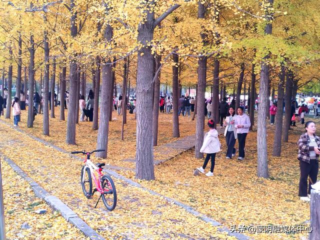 （制作）【文化中国行】赴一场汶河银杏之约（原创）