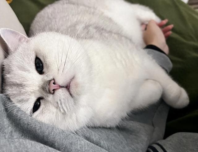 游戏攻略会变长的猫（天冷后猫咪为什么喜欢挨着你很多人都以为它冷）