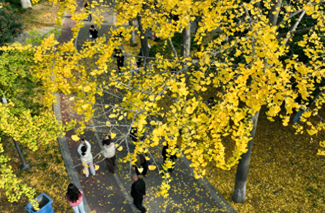 南阳市宛城区：初冬公园奏响文旅融合浪漫序曲