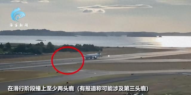 美国机场发生罕见事故：波音737降落时撞鹿，画面曝光