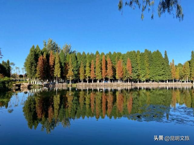 美！美美美！昆明超全水杉打卡地来袭！保姆级攻略快收藏，周末一定要冲~