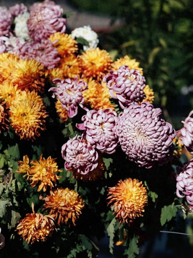 最是一年好景时 | 福州城市漫游攻略