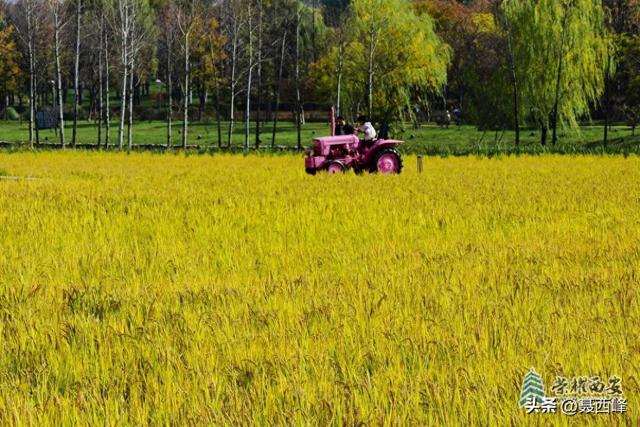 【风光】长安公园稻谷香