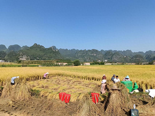 闻着稻香体验民族风情！兴义市上纳灰村：“双节”氛围浓 团结情谊深