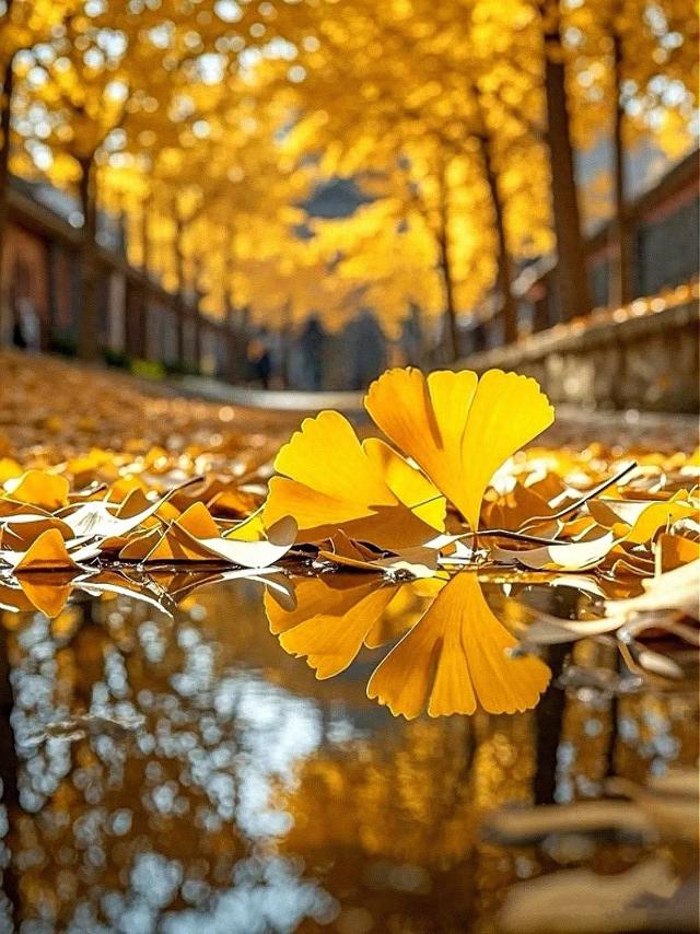 南雄坪田镇赏银杏，时间正好，银杏橙黄