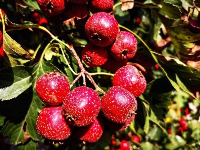 山楂配枸杞是 “降糖宝	”？30 分钟煮好汤，护血管还降脂