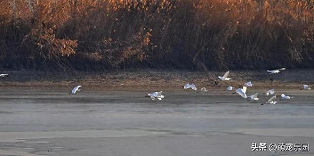阿克苏惊现候鸟大军，浅滩窃窃私语如舞者，我被这天然舞台震撼了