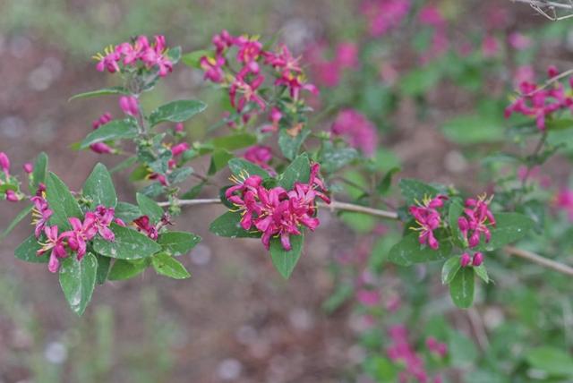 这些唐徕公园里的“新人”你认识吗