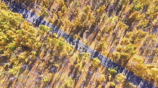 美在邯郸 | 曲周县千亩银杏林迎来最佳观赏季——千蝶化作一城金