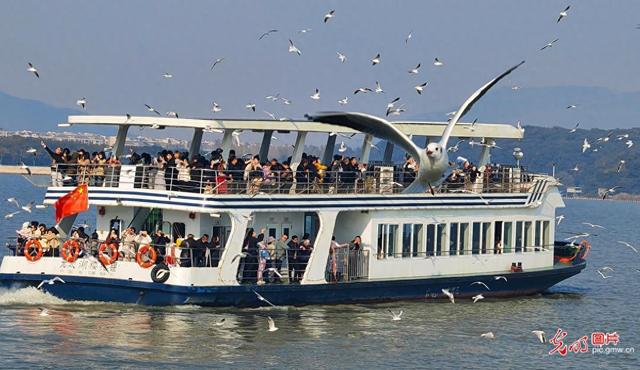 无锡太湖迎观鸥季