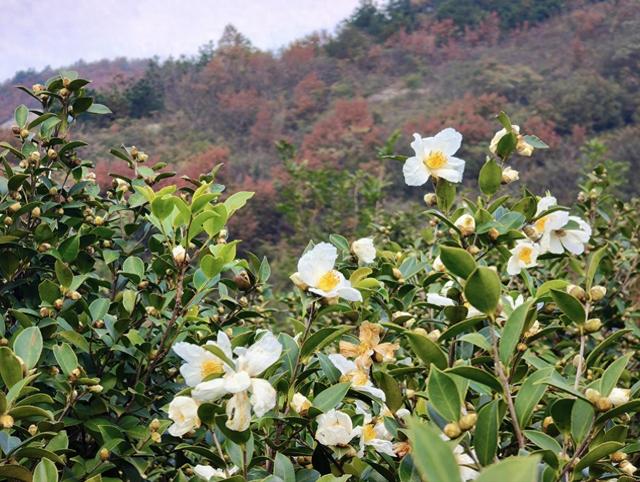 庐江县：深秋白花映红叶 绘就秋日限定诗意画卷