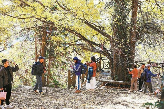 顺昌县天台山银杏林进入最佳观赏期