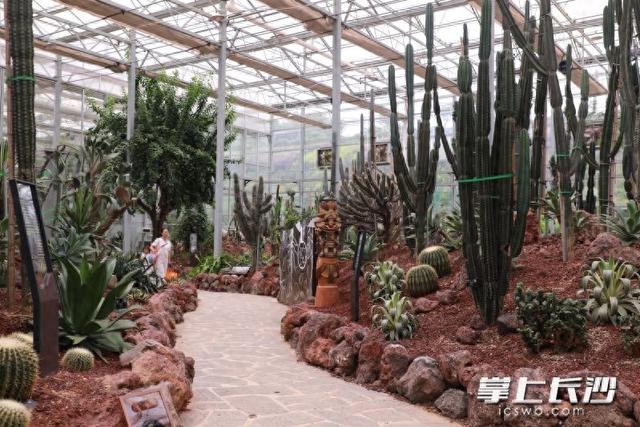 四大主题场馆可饱览全球生态 省植物园“天际苑”10日焕新开放