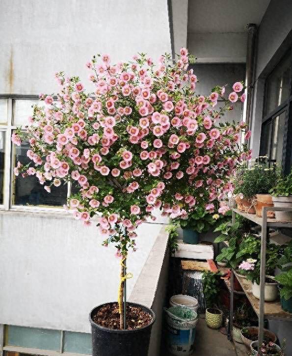 盆栽木槿花如何养（养好小木槿）