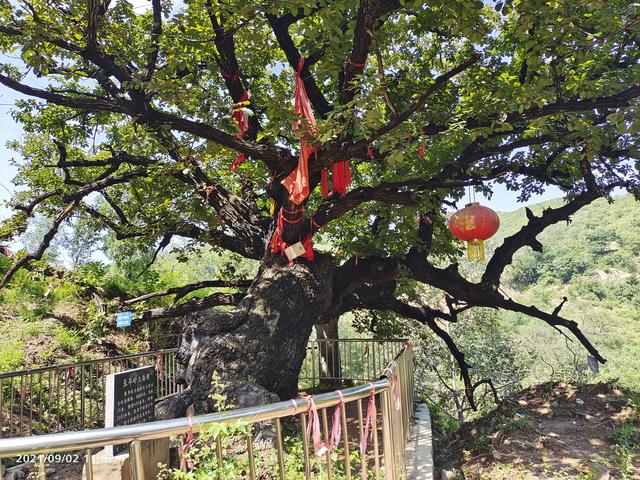 跟着古树去旅游，河南一地推出6条古树体验专线