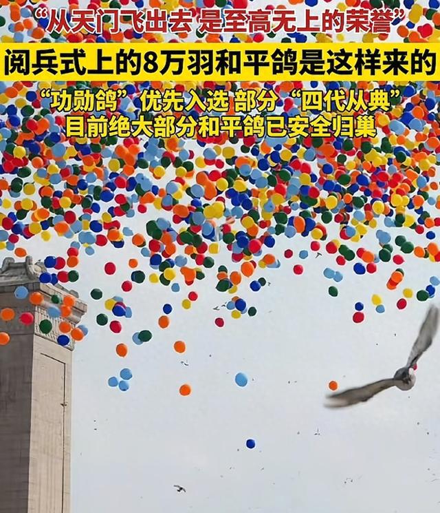 九三阅兵仪式的8万羽鸽为何都是借来的？这背后隐藏着这样的原因