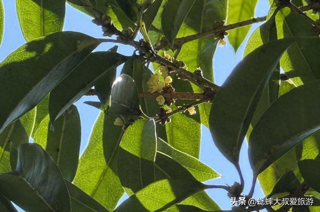杭州“第一缕桂香”来临，秋日顶流上线，是时候“全家游约会”了
