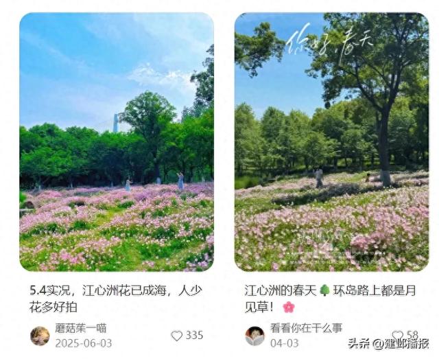 江心洲大片粉色花海,本周迎来盛放期