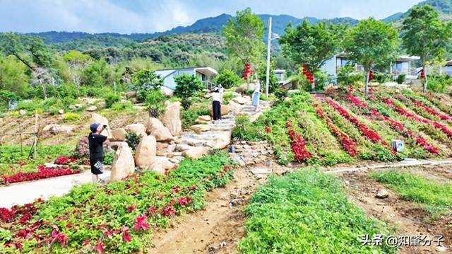 鼎湖区沙浦镇成大湾区文旅新地标 “民宿+”解锁农文旅融合密码