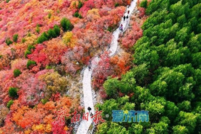红绿交错平分秋色 济南蝎子山“鸳鸯火锅”景如画