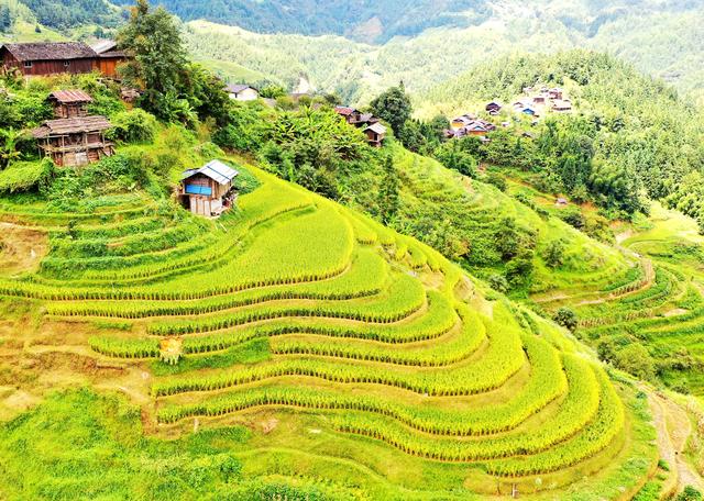榕江：初秋梯田景入画