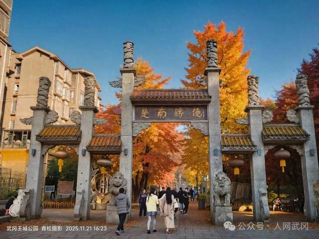 武冈银杏叶黄了！是银杏美，还是武冈姑娘美呀？