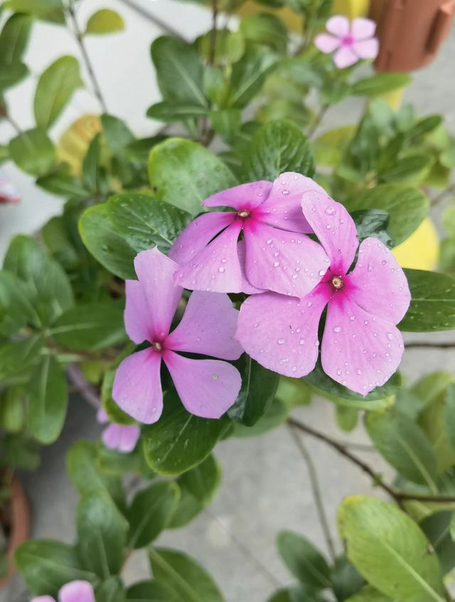 你可知道我在天涯彼岸，把你深深的想念