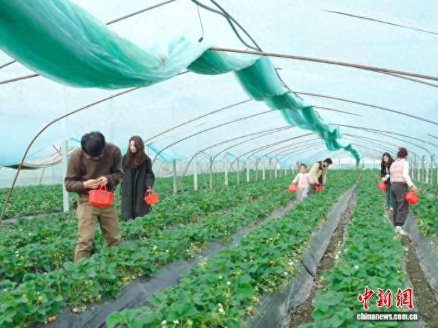 安徽长丰草莓文化旅游节开幕 长三角游客寻味而来