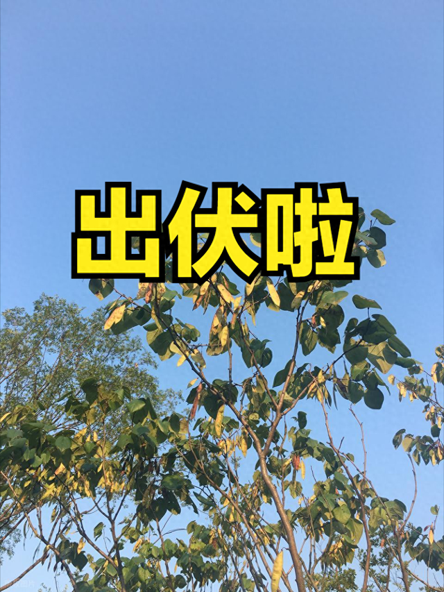 8月19日出伏，有1个好消息，2个坏消息，3个要注意，早了解