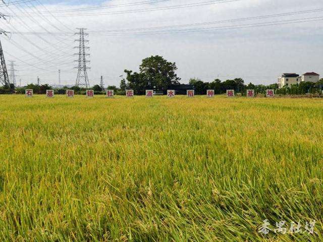 番禺区这片稻田变身网红打卡地，地铁直达“金色浪漫”游客纷至沓来