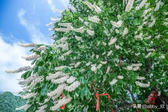 洛阳千年菩提树开花了！30年一遇，见者有福