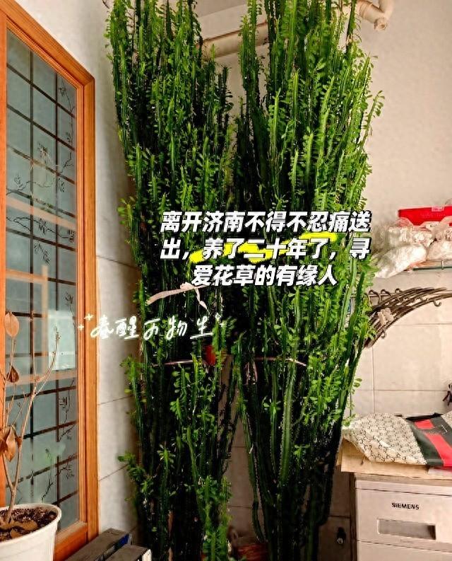 济南一男子搬家，养了“20年的龙骨”带不走，网友：养花人的无奈