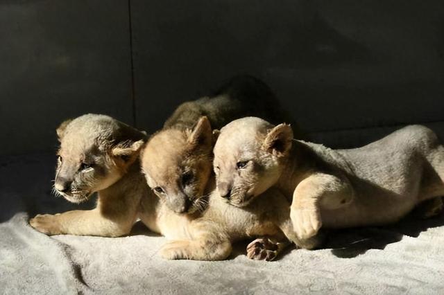 青岛森林野生动物世界“趣・青野 嘻游季”惠民月启幕