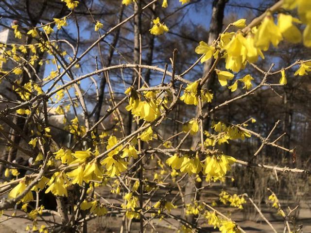 哈尔滨儿童公园120株连翘绽放