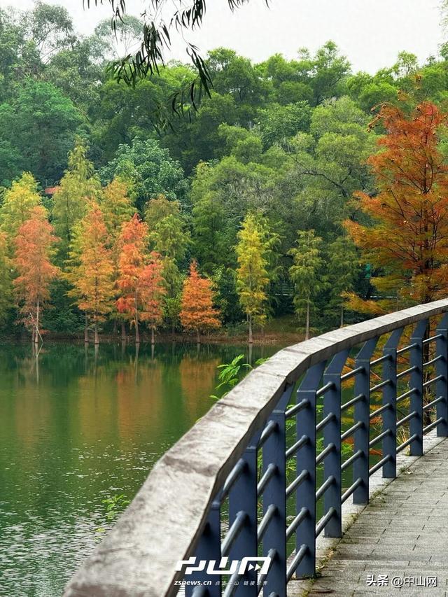太出片啦！中山焦糖色「落羽杉」上线
