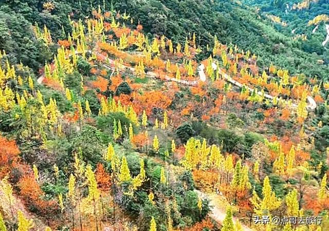 成都都江堰最冷门彩林，免费开放，山野中的惊艳，公交车可达！