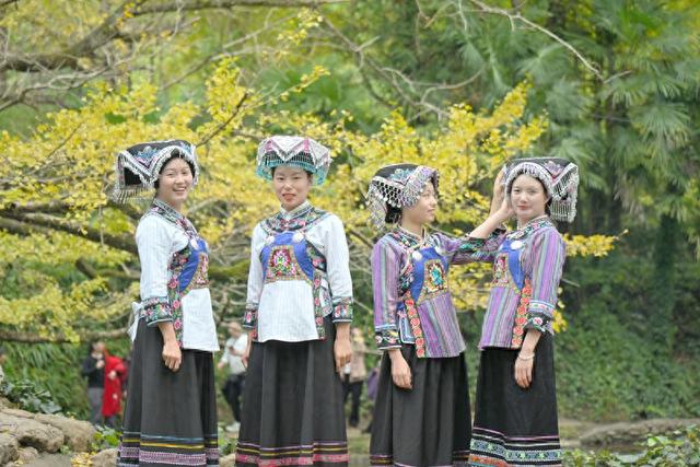 贵州盘州：邂逅千年银杏 共赴金色之约