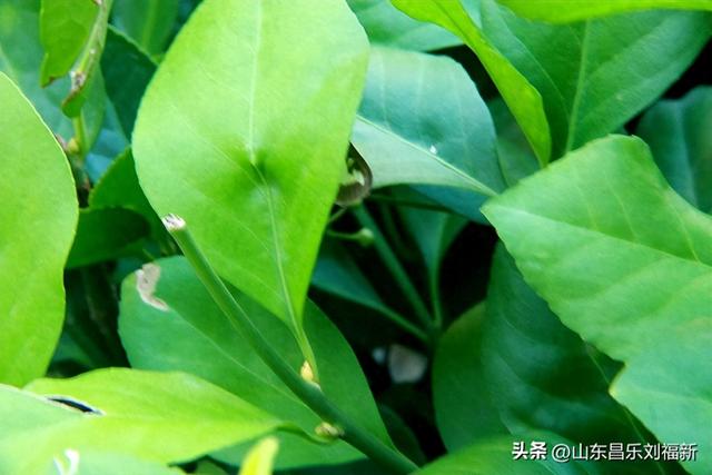 首阳山路上·骤遇老学生·及其它