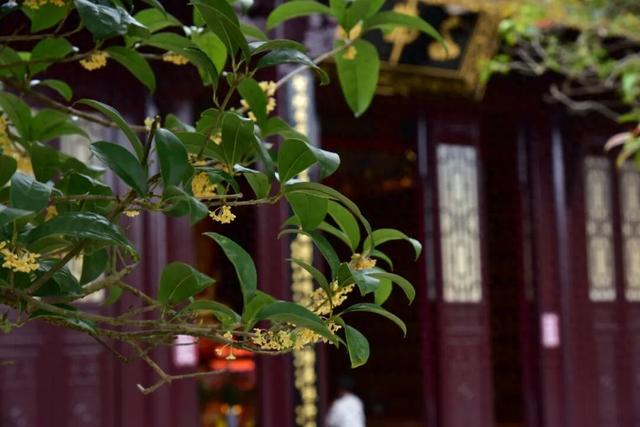 藏于鼎湖山！最老的桂花树，已美了200多年……