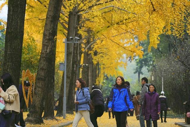 “落叶缓扫”，留住了这份“冬日限定浪漫”