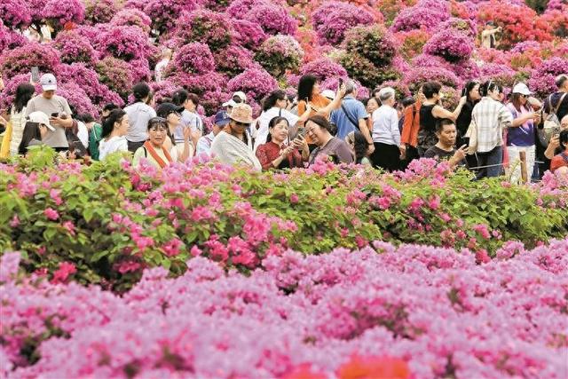 花海派对 深圳人周末在莲花山扎堆