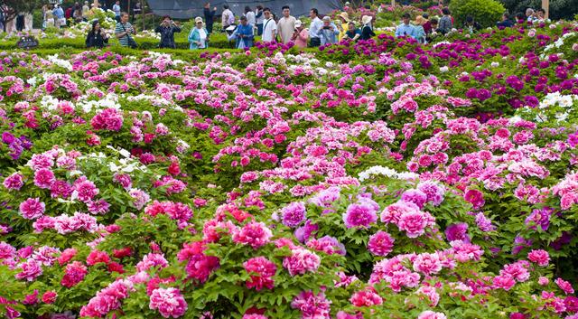 一路繁花向洛阳