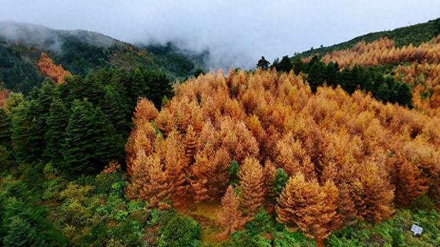 凉山金阳：彩林秘境初冬上线 层林尽染惊艳时光